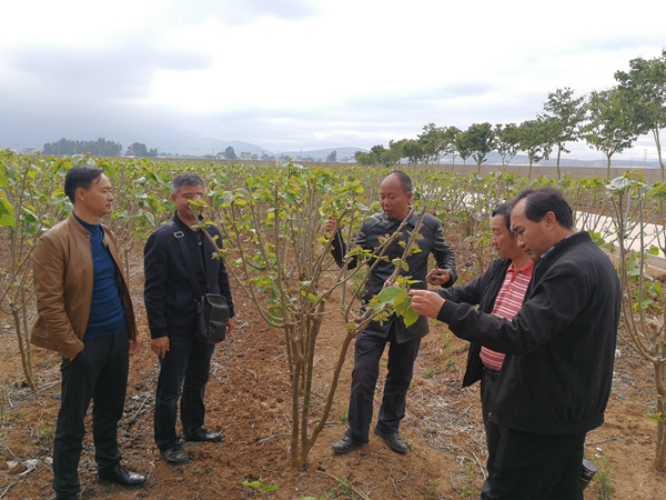 交流果桑栽培與管理技術(shù) (1)_副本.jpg