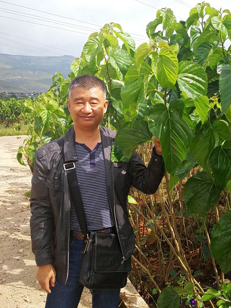 桑樹品種性狀觀察.jpg