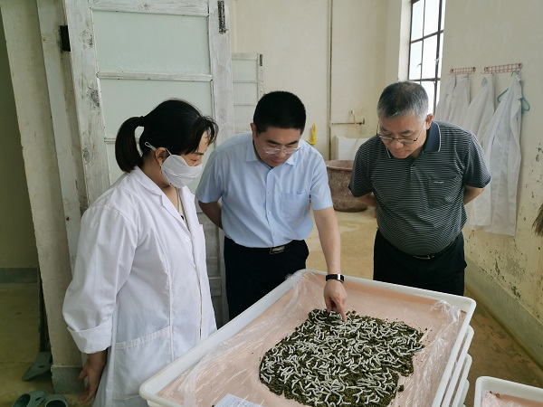 指導小蠶人工飼料育.jpg