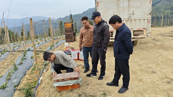 3百香果種植及蜂授粉示范基地調(diào)研.jpg