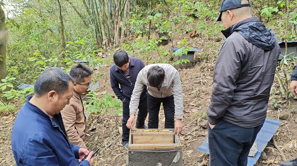 4草果種植及蜂授粉結(jié)果調(diào)研指導(dǎo).jpg